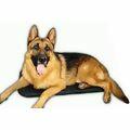 Caminha Pet Freso